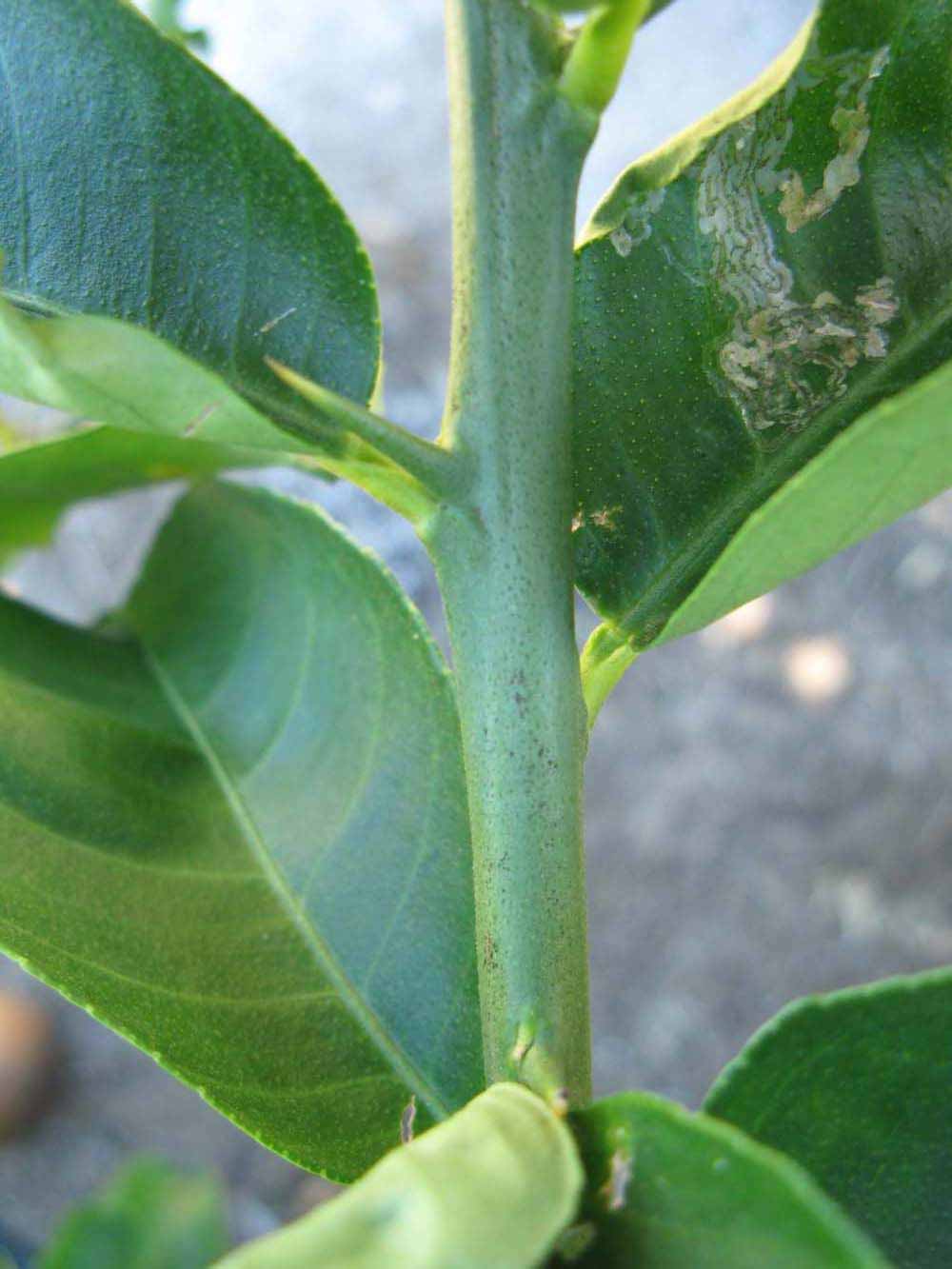              First year twig (Winter Haven, FL)       